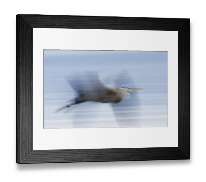 Framed Print : Great Blue Heron; abstract flight Framed Print : Great Blue Heron; abstract flight
