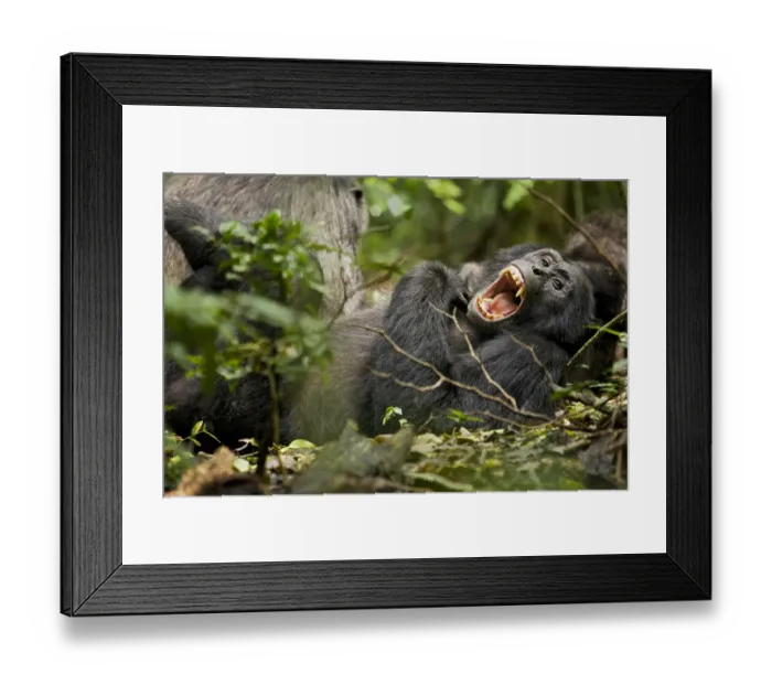 Framed Print : Africa, Uganda, Kibale National Park, Ngogo Chimpanzee Project Framed Print : Africa, Uganda, Kibale National Park, Ngogo Chimpanzee Project