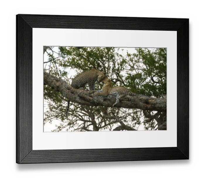 Framed Print : Africa. Tanzania. African leopards (Panthera pardus) in a tree in Serengeti NP Framed Print : Africa. Tanzania. African leopards (Panthera pardus) in a tree in Serengeti NP