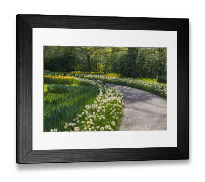 Framed Print : Sunlit path in daffodil garden Framed Print : Sunlit path in daffodil garden