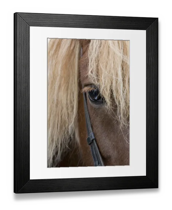 Framed Print : Detail of sorrel horse with flax mane Framed Print : Detail of sorrel horse with flax mane