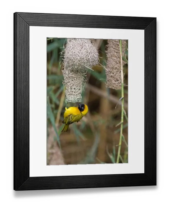 Framed Print : Africa, Namibia, Northwestern Namibia, Kaokoveld Conservation Area, Kunene River Framed Print : Africa, Namibia, Northwestern Namibia, Kaokoveld Conservation Area, Kunene River