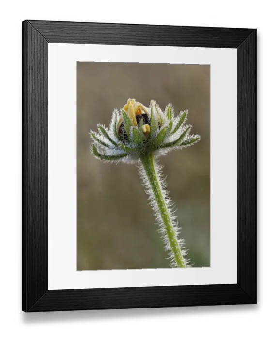 Framed Print : Dew covered Black-eyed Susan, Oldham County, Kentucky Framed Print : Dew covered Black-eyed Susan, Oldham County, Kentucky