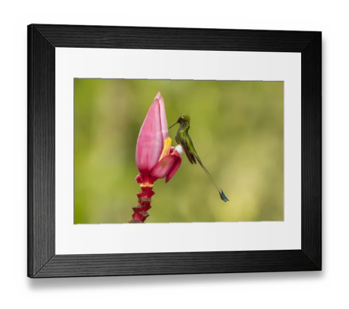 Framed Print : South America, Equador, Tandayapa Bird Lodge. Booted racket-tail feeding on flower