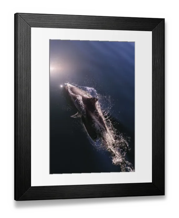 Framed Print : Chile, Patagonia, Lake District. Peales Dolphin (Lagenorhynchus australis)