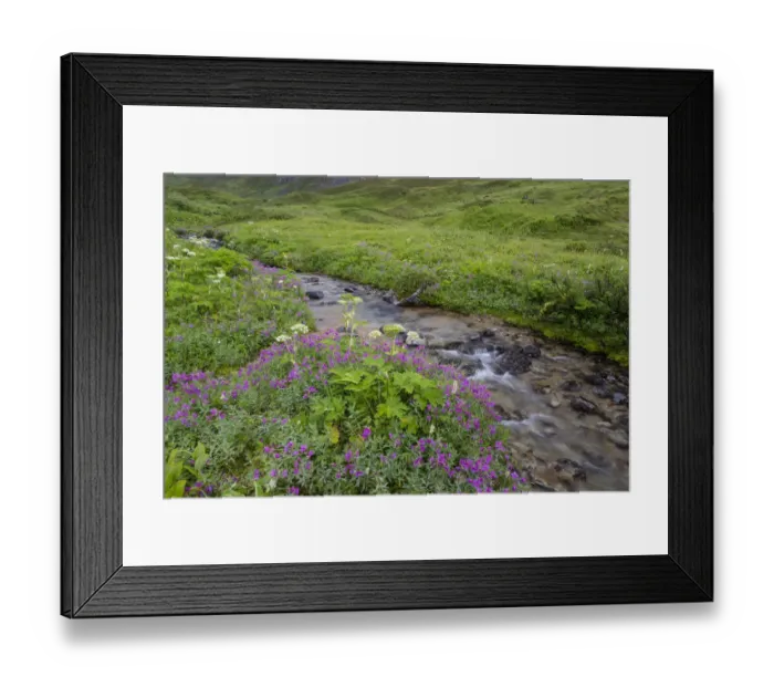 Framed Print : USA, Alaska. Upper Willow Creek and flowers Framed Print : USA, Alaska. Upper Willow Creek and flowers