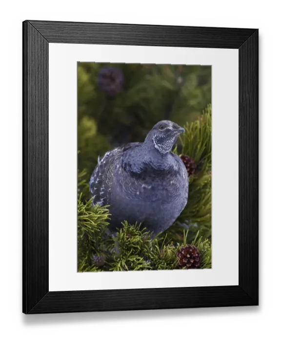 Framed Print : Dusky Grouse; winter perch
