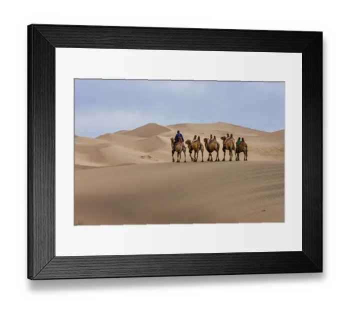 Framed Print : Camel Caravan in the Dunes. Gobi Desert. Mongolia Framed Print : Camel Caravan in the Dunes. Gobi Desert. Mongolia