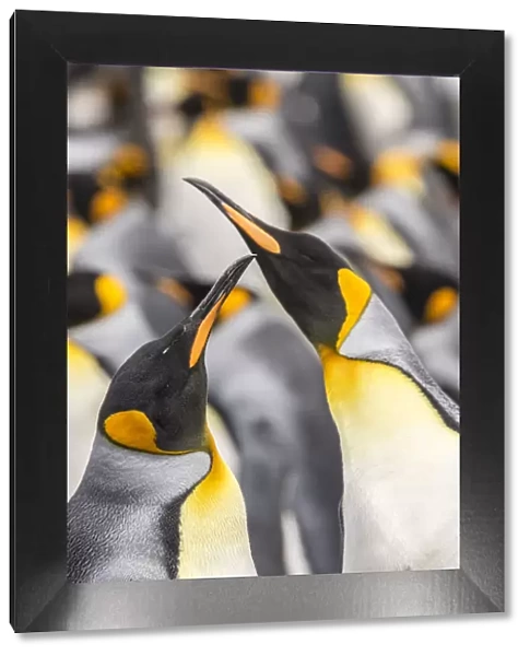 Falkland Islands, East Falkland. King penguins in colony