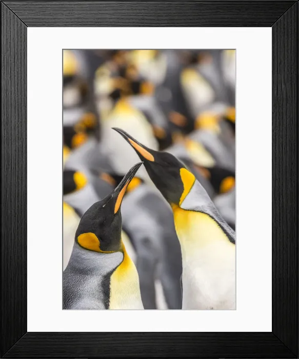 Framed Print : Falkland Islands, East Falkland. King penguins in colony Framed Print : Falkland Islands, East Falkland. King penguins in colony