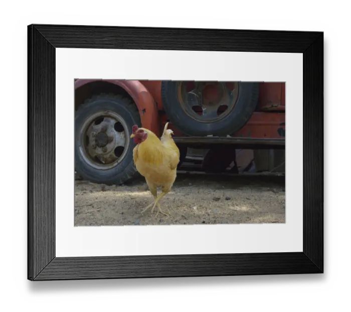 Framed Print : USA, Arizona, Jerome, Orange chicken walking in front of an antique truck, Gold King Mine Framed Print : USA, Arizona, Jerome, Orange chicken walking in front of an antique truck, Gold King Mine