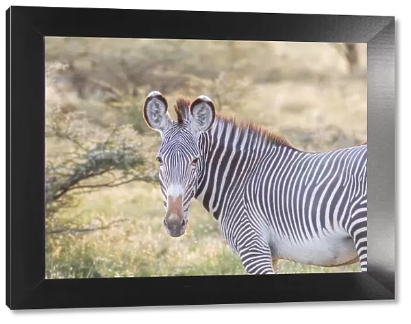 Africa, Kenya, Samburu National Game Reserve and Park, Grevys Zebra (equus Grevyi)