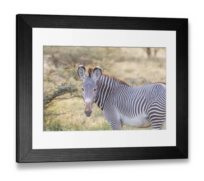 Framed Print : Africa, Kenya, Samburu National Game Reserve and Park, Grevys Zebra (equus Grevyi)