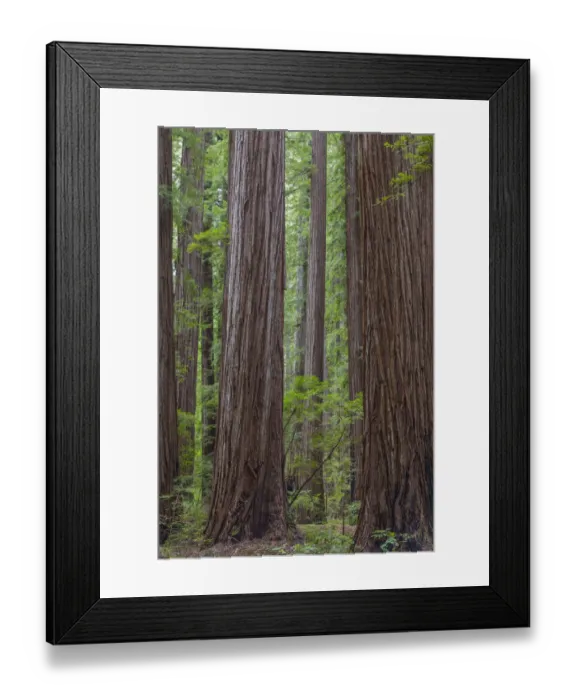 Framed Print : USA, California, Humbodlt Redwoods State Park