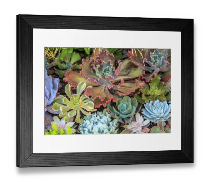 Framed Print : Close-up of succulent plants, San Diego, CA, USA