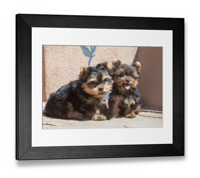 Framed Print : Yorkshire Terrier Puppies sitting