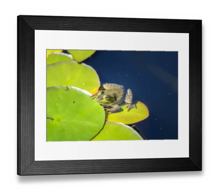 Framed Print : Frog on lilypad, USA Framed Print : Frog on lilypad, USA