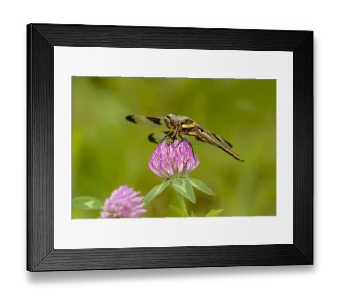 Framed Print : Female Blue Dasher dragonfly on clover, Pachydiplax longipennis, Kentucky