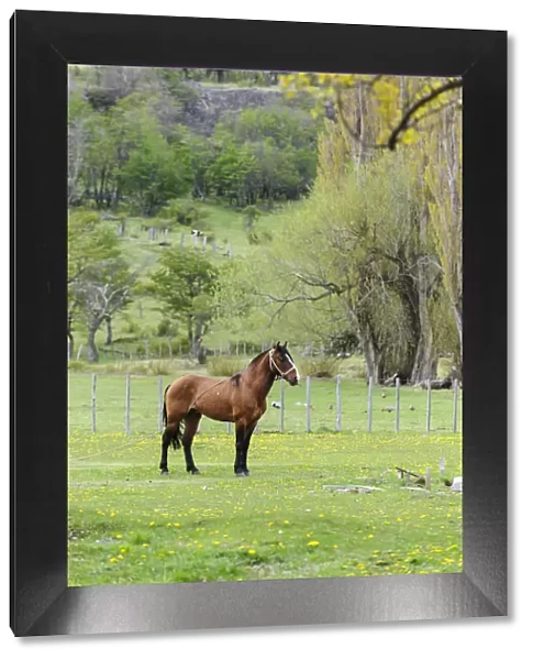 Chile, Aysen, Cerro Castillo. Horse in pasture