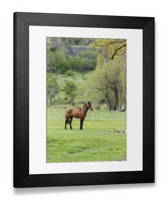 Framed Print : Chile, Aysen, Cerro Castillo. Horse in pasture