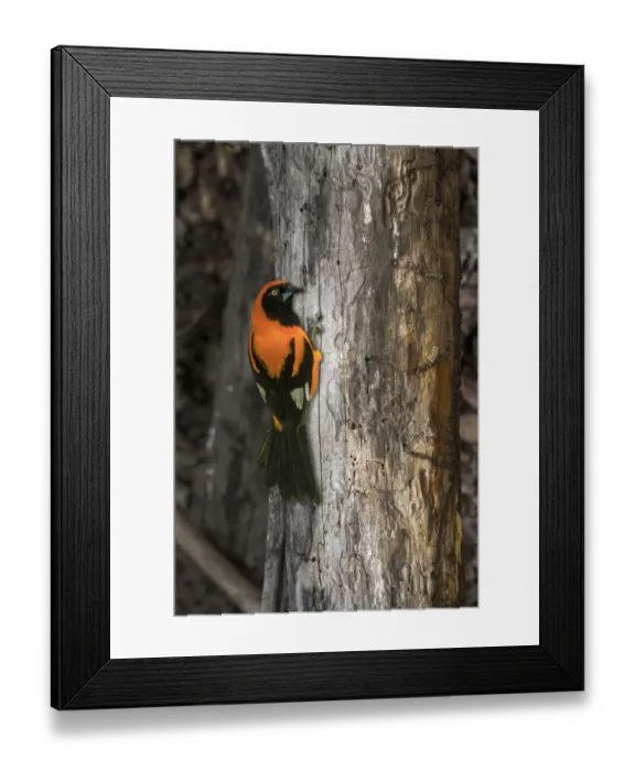 Framed Print : South America, Brazil, Pantanal. Orange-backed troupial on tree Framed Print : South America, Brazil, Pantanal. Orange-backed troupial on tree