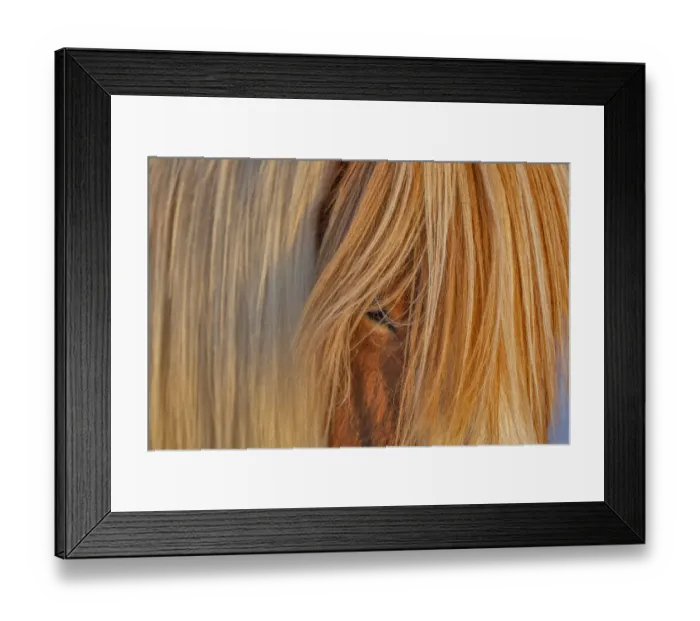 Framed Print : Icelandic horses in south Iceland Framed Print : Icelandic horses in south Iceland