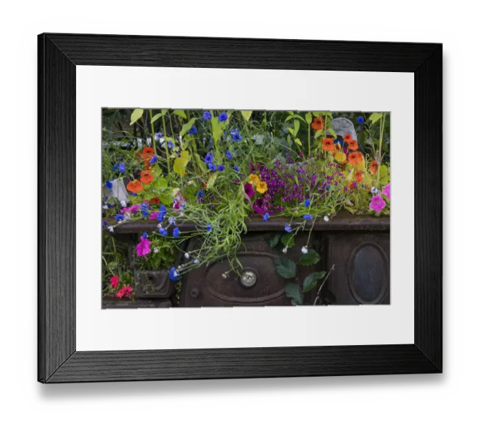 Framed Print : USA, Alaska, Wiseman. Flowers planted in vintage cook stove Framed Print : USA, Alaska, Wiseman. Flowers planted in vintage cook stove