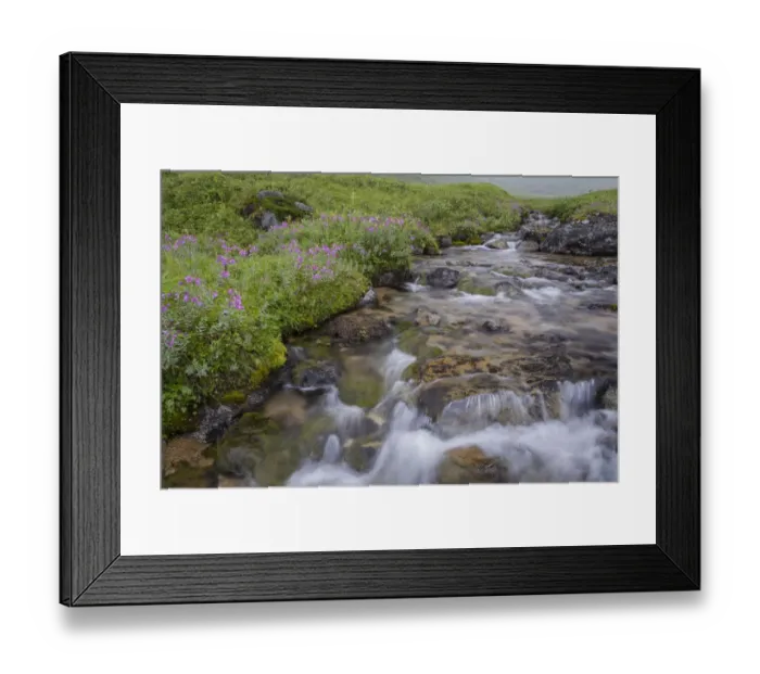 Framed Print : USA, Alaska. Upper Willow Creek and flowers