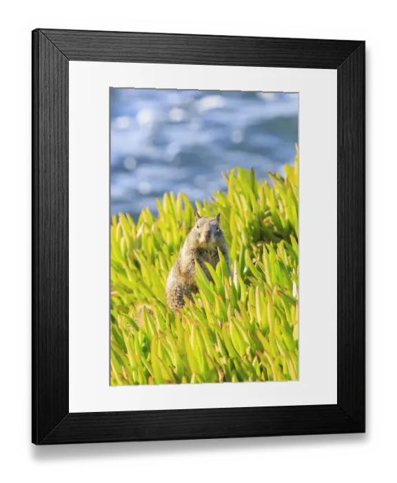Framed Print : Squirrel in Ice Plants, La Jolla, San Diego, CA Framed Print : Squirrel in Ice Plants, La Jolla, San Diego, CA