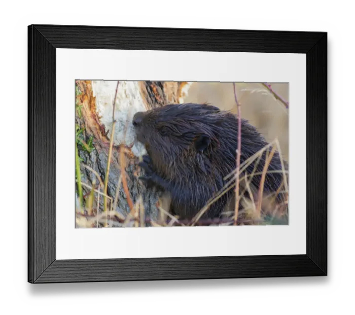 Framed Print : American Beaver Chewing Down Tree Framed Print : American Beaver Chewing Down Tree