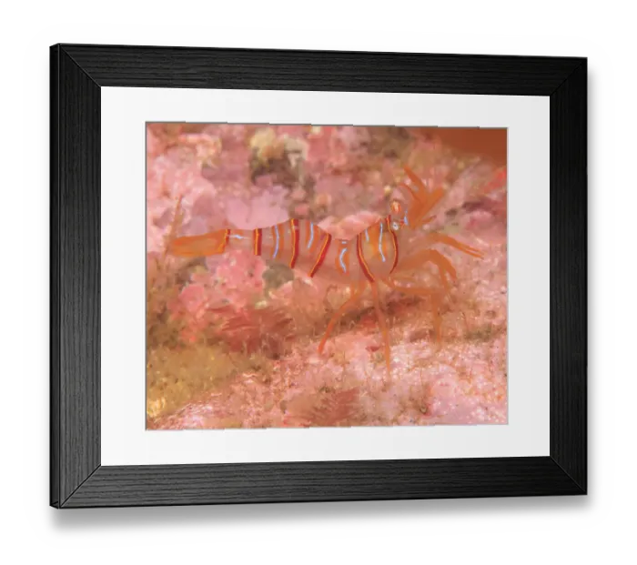 Framed Print : Clown Shrimp (Lebbeus grandimanus), Admiralty Island, South East Alaska, Inside Passage Framed Print : Clown Shrimp (Lebbeus grandimanus), Admiralty Island, South East Alaska, Inside Passage