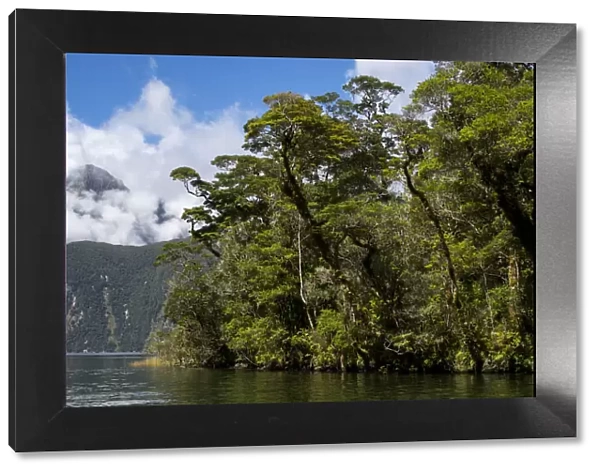 New Zealand, South Island, Fiordland National Park, Milford Sound