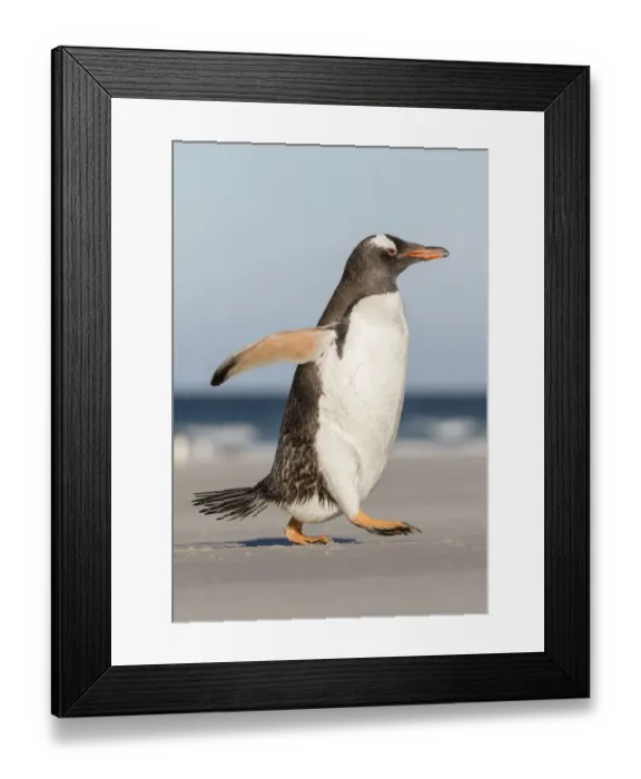 Framed Print : Gentoo Penguin (Pygoscelis papua), Falkland Islands Framed Print : Gentoo Penguin (Pygoscelis papua), Falkland Islands