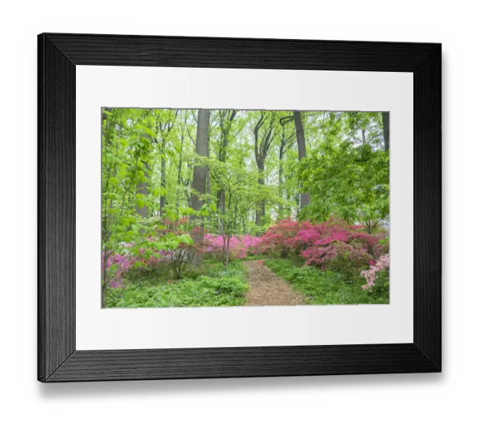 Framed Print : Azalea Woods, Winterthur, Delaware, USA