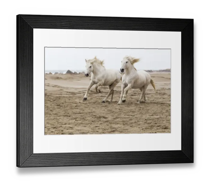 Framed Print : Europe, France, The Camargue, Mediterranean Sea, Saintes-Maries-de-la-Mer, Camargue horses Framed Print : Europe, France, The Camargue, Mediterranean Sea, Saintes-Maries-de-la-Mer, Camargue horses