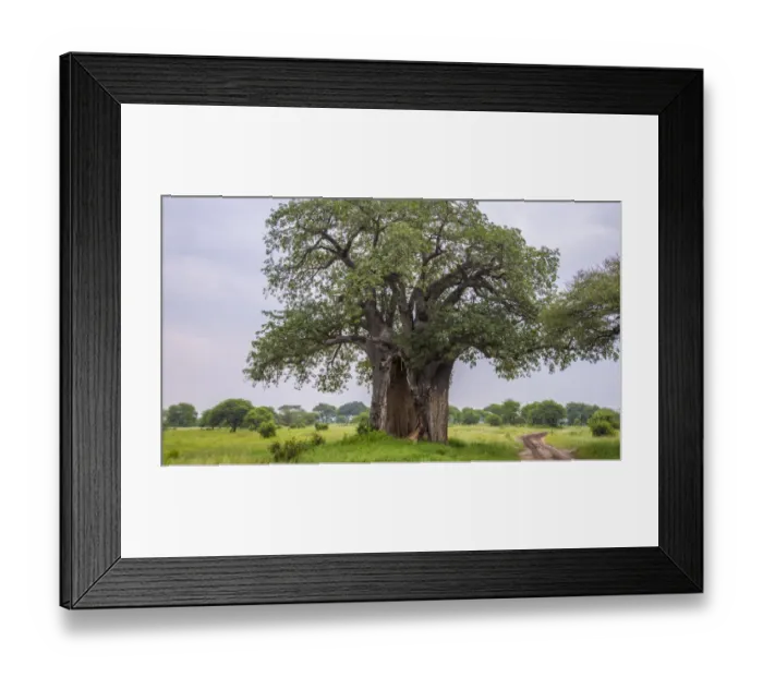 Framed Print : Africa. Tanzania. Baobab (Adansonia digitata) tree in Tarangire NP Framed Print : Africa. Tanzania. Baobab (Adansonia digitata) tree in Tarangire NP