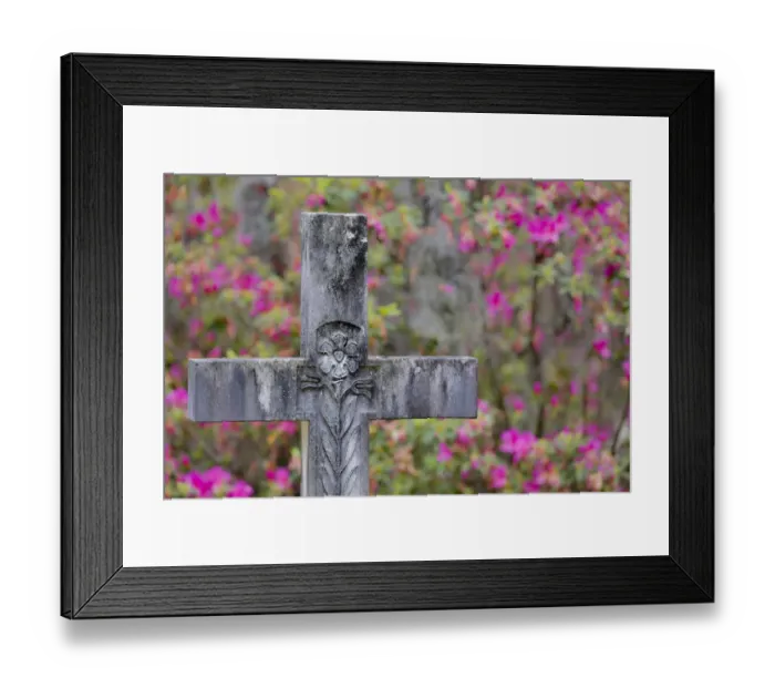 Framed Print : Grave stones and springtime bloom of azeleas Bonaventure Cemetery, Savannah Georiga Framed Print : Grave stones and springtime bloom of azeleas Bonaventure Cemetery, Savannah Georiga