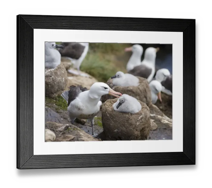 Framed Print : Black-browed Albatross ( Thalassarche melanophris ) or Mollymawk, adult bird Framed Print : Black-browed Albatross ( Thalassarche melanophris ) or Mollymawk, adult bird