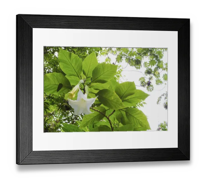 Framed Print : Trumpet Flower