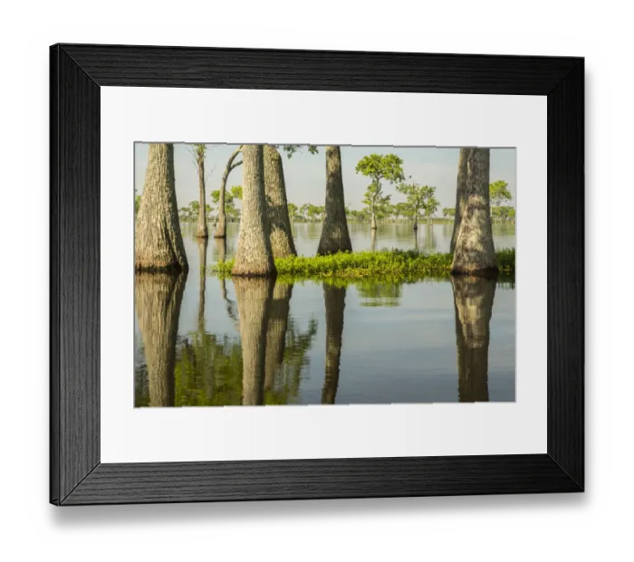 Framed Print : USA, Louisiana, Millers Lake. Tupelo trees in lake Framed Print : USA, Louisiana, Millers Lake. Tupelo trees in lake