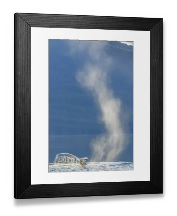 Framed Print : USA, Alaska, Tongass National Forest. Humpback whale dives after spouting on surface Framed Print : USA, Alaska, Tongass National Forest. Humpback whale dives after spouting on surface