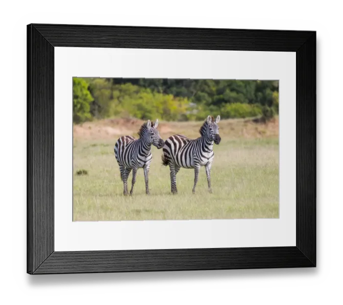 Framed Print : Africa, Kenya, Masai Mara National Reserve. Plains Zebra, Equus quagga. 2016-08-04 Framed Print : Africa, Kenya, Masai Mara National Reserve. Plains Zebra, Equus quagga. 2016-08-04