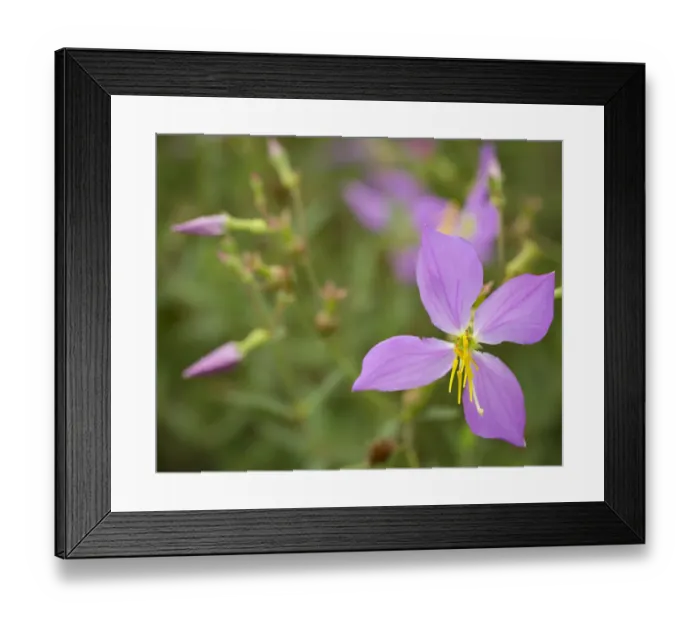 Framed Print : Meadow beauty, Rhexia virginica, Half Moon WMA, Florida, USA