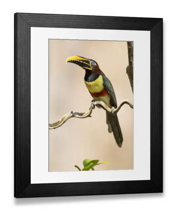Framed Print : South America, Brazil, The Pantanal, chestnut-eared aracari, Pteroglossus castanotis