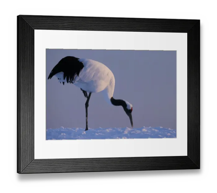 Framed Print : Red-crowned crane, Hokkaido Island, Japan Framed Print : Red-crowned crane, Hokkaido Island, Japan