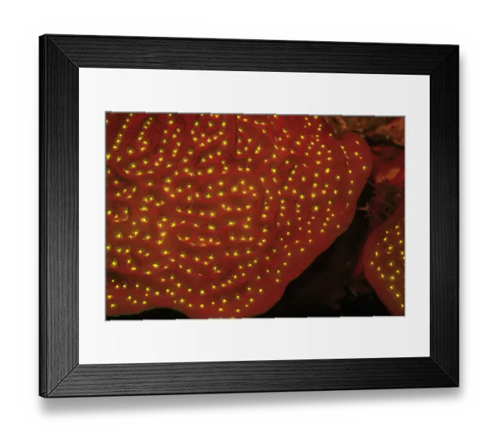Framed Print : Scroll Coral, Night Fluorescing, Bonaire, Caribbean Framed Print : Scroll Coral, Night Fluorescing, Bonaire, Caribbean