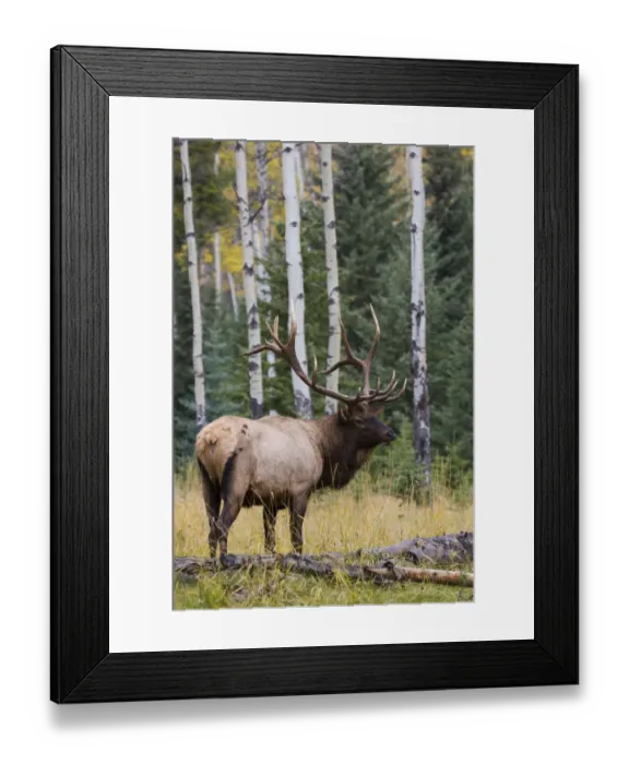 Framed Print : Rocky Mountain Bull Elk