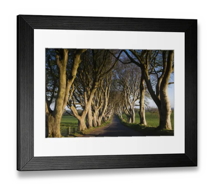 Framed Print : UK, Northern Ireland, County Antrim, Ballymoney, The Dark Hedges, tree-lined road at dawn Framed Print : UK, Northern Ireland, County Antrim, Ballymoney, The Dark Hedges, tree-lined road at dawn