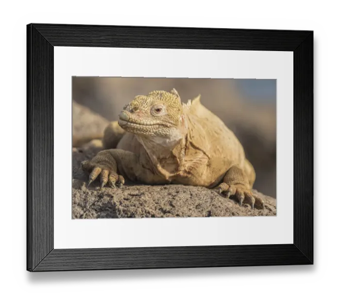 Framed Print : South America, Ecuador, Galapagos National Park. Land iguana close-up. Credit as