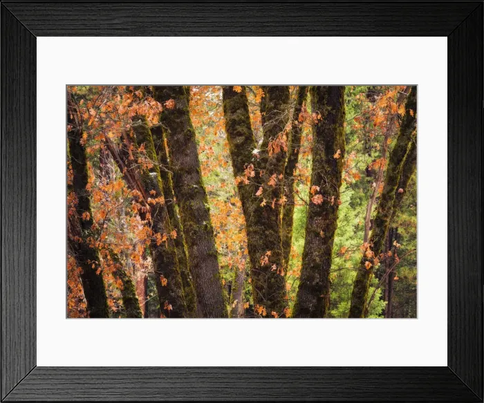 Framed Print : Black oaks in winter, Yosemite Valley, Yosemite National Park, California USA Framed Print : Black oaks in winter, Yosemite Valley, Yosemite National Park, California USA